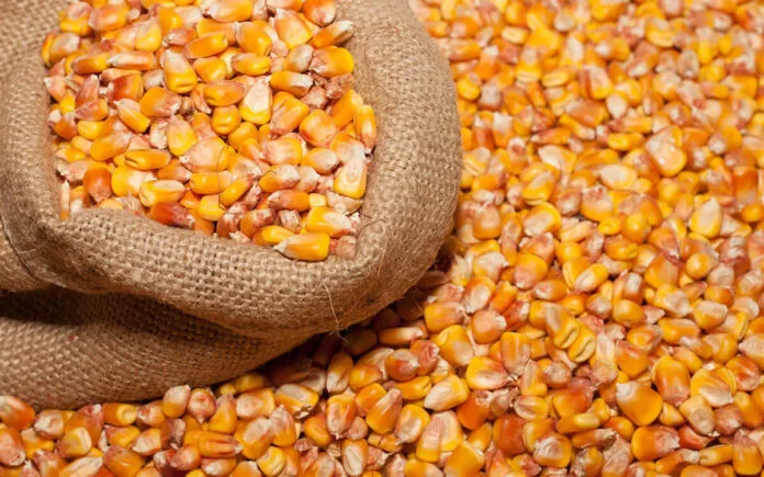 cereales-mais-grains-Burkina
