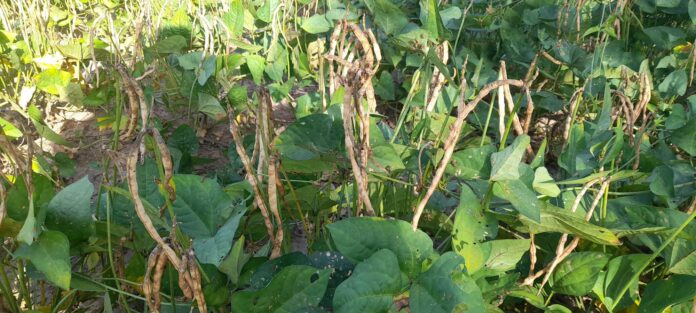 WhatsApp Image 2025-01-07 à 17.40.29_d161f3ed